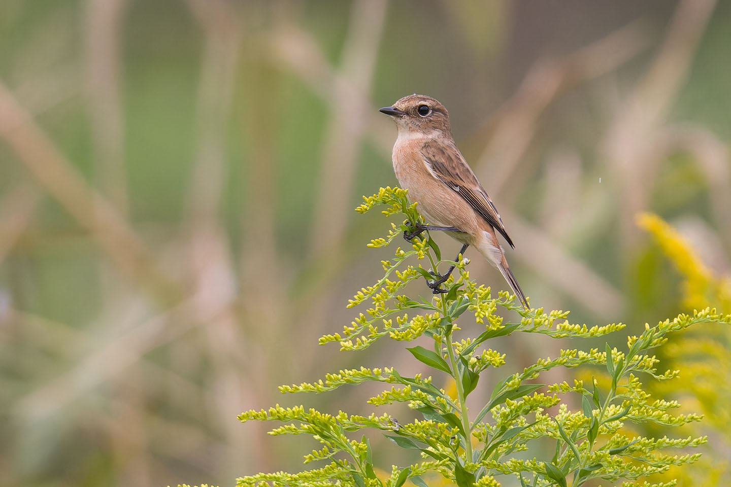 Canon EOS 60D + TAMRON SP 150-600mm F/5-6.3 Di VC USD (A011) and DxO PureRAW 3