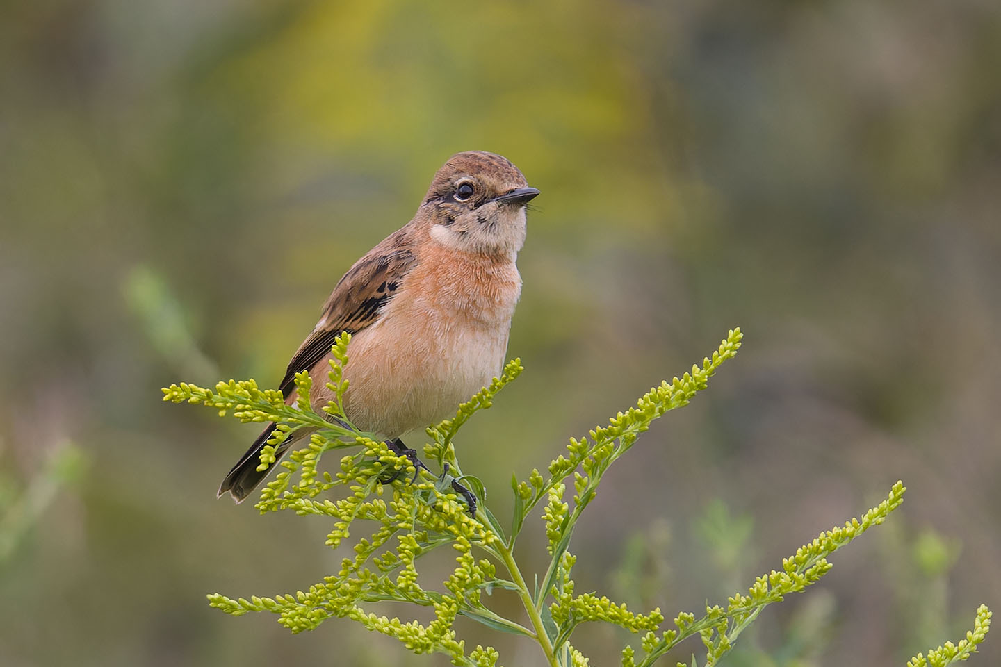 Canon EOS 60D + TAMRON SP 150-600mm F/5-6.3 Di VC USD (A011) and DxO PureRAW 3
