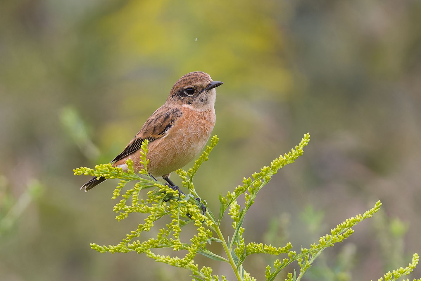 Canon EOS 60D + TAMRON SP 150-600mm F/5-6.3 Di VC USD (A011) and DxO PureRAW 3