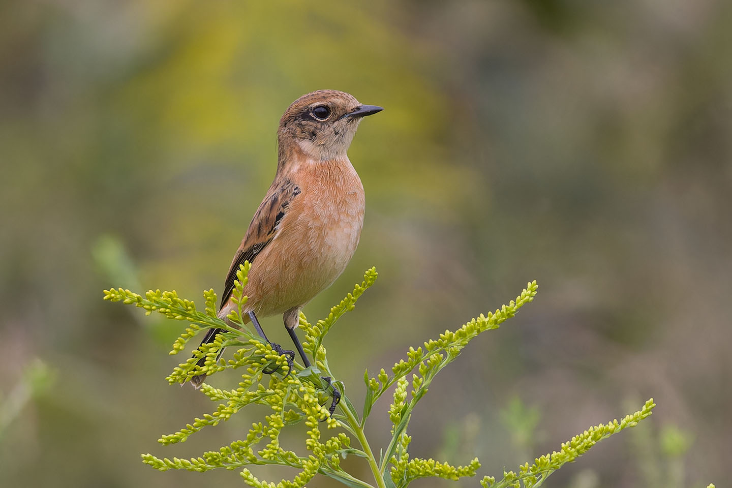 Canon EOS 60D + TAMRON SP 150-600mm F/5-6.3 Di VC USD (A011) and DxO PureRAW 3
