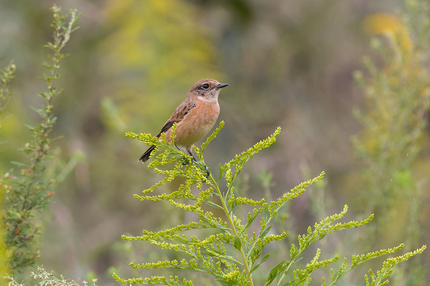 Canon EOS 60D + TAMRON SP 150-600mm F/5-6.3 Di VC USD (A011) and DxO PureRAW 3