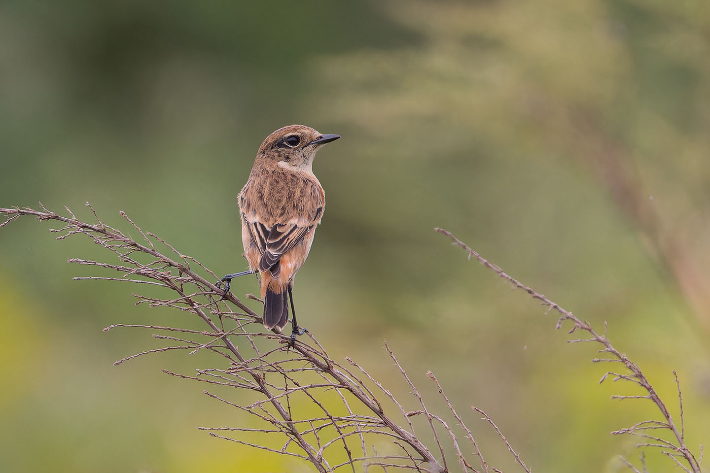 Canon EOS 60D + TAMRON SP 150-600mm F/5-6.3 Di VC USD (A011) and DxO PureRAW 3