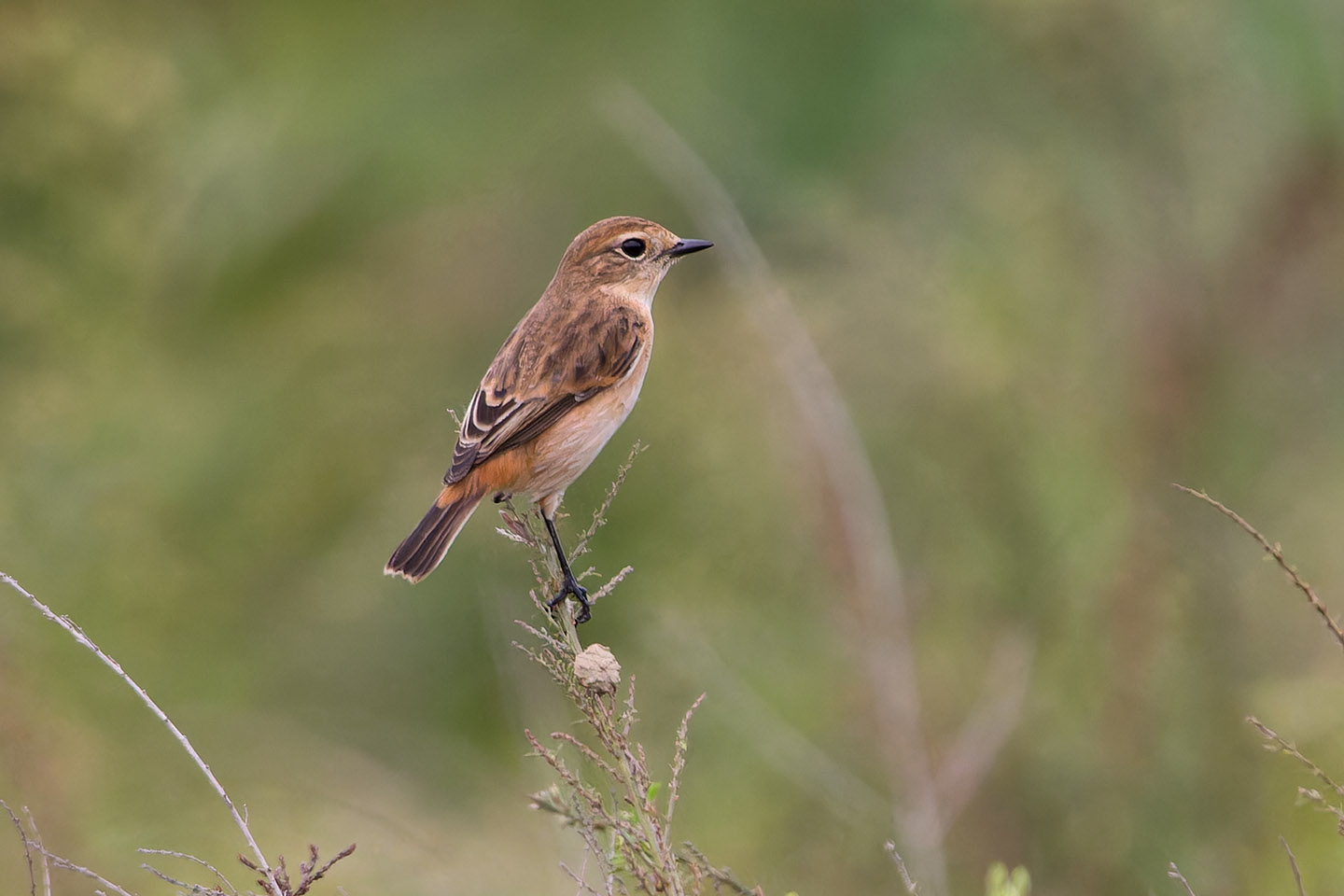 Canon EOS 60D + TAMRON SP 150-600mm F/5-6.3 Di VC USD (A011) and DxO PureRAW 3