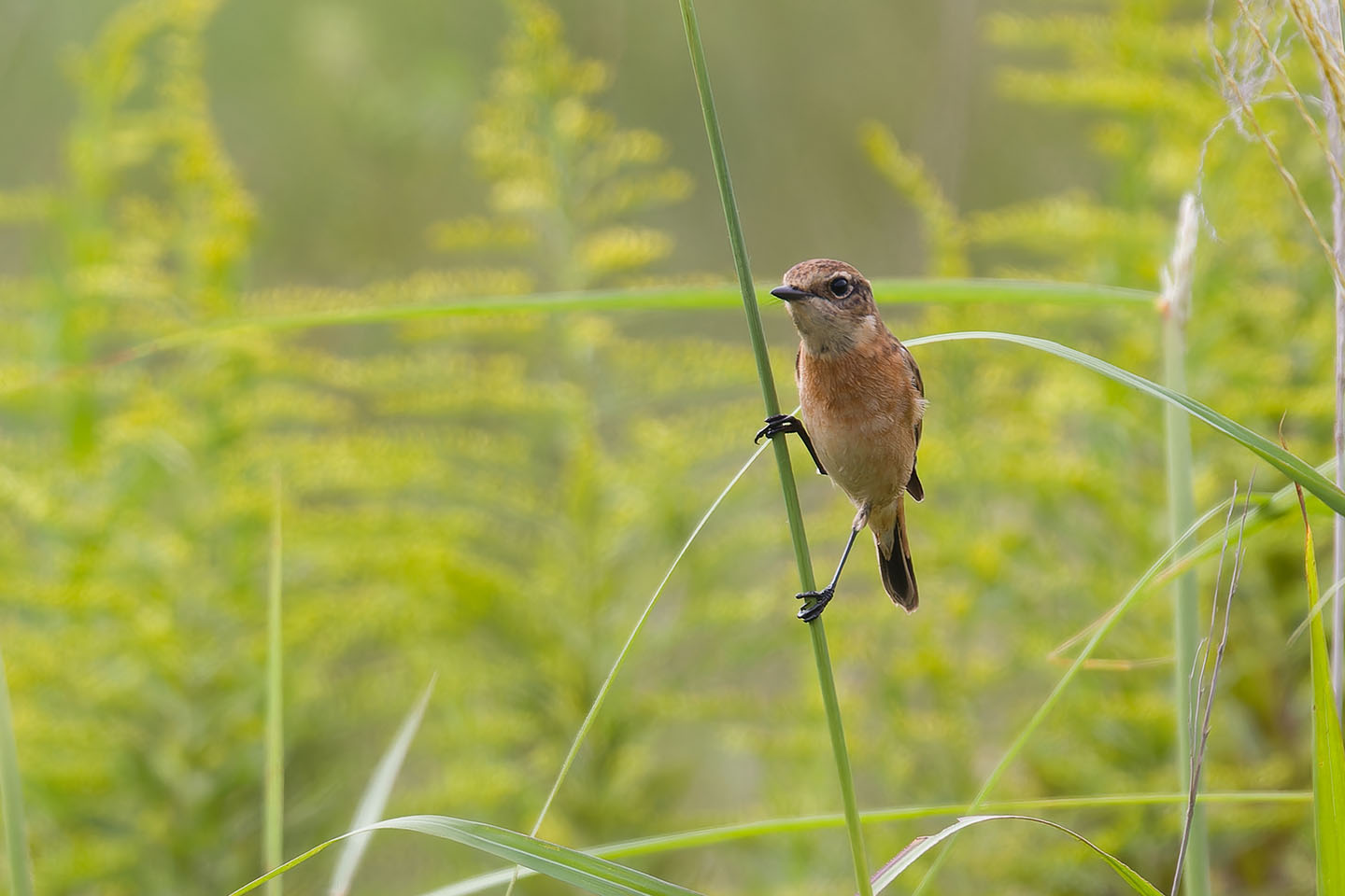 Canon EOS 60D + TAMRON SP 150-600mm F/5-6.3 Di VC USD (A011) and DxO PureRAW 3