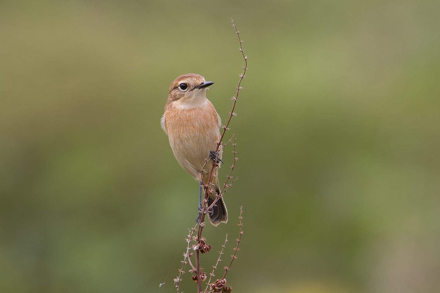 Canon EOS 60D + TAMRON SP 150-600mm F/5-6.3 Di VC USD (A011) and DxO PureRAW 3