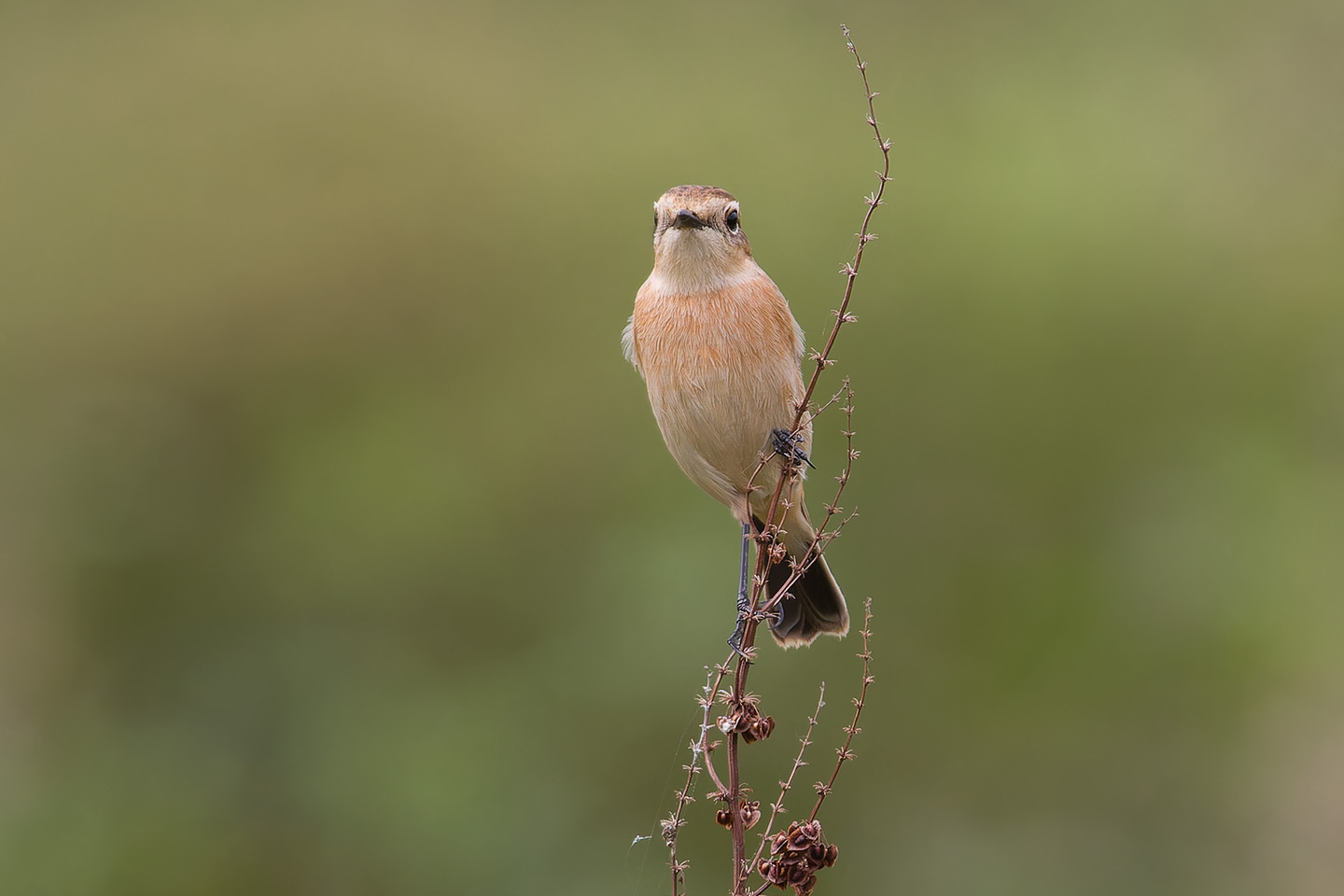Canon EOS 60D + TAMRON SP 150-600mm F/5-6.3 Di VC USD (A011) and DxO PureRAW 3