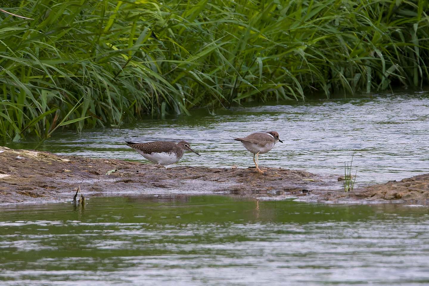 Canon EOS 60D + TAMRON SP 150-600mm F/5-6.3 Di VC USD (A011) and DxO PureRAW 3