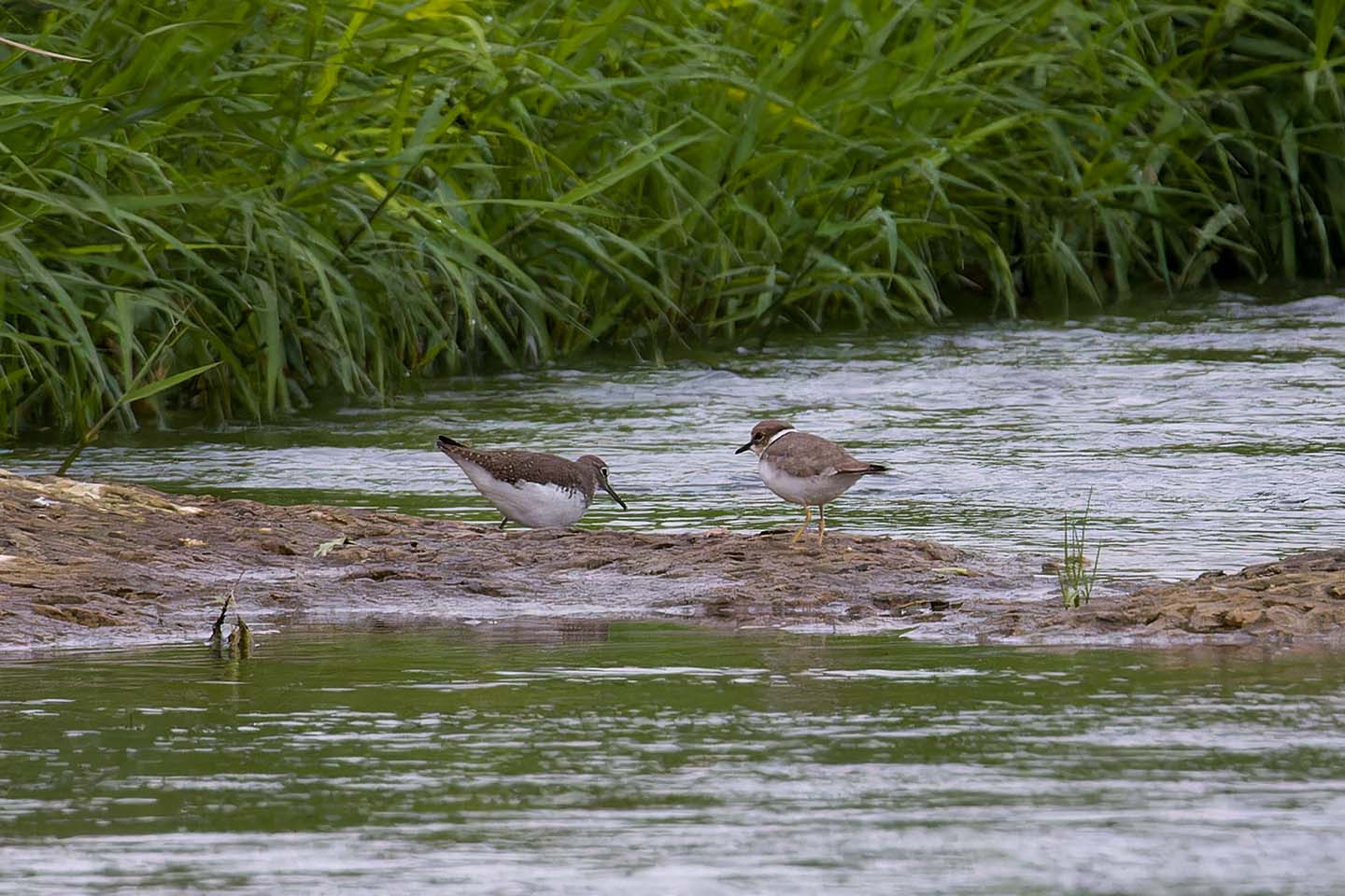 Canon EOS 60D + TAMRON SP 150-600mm F/5-6.3 Di VC USD (A011) and DxO PureRAW 3