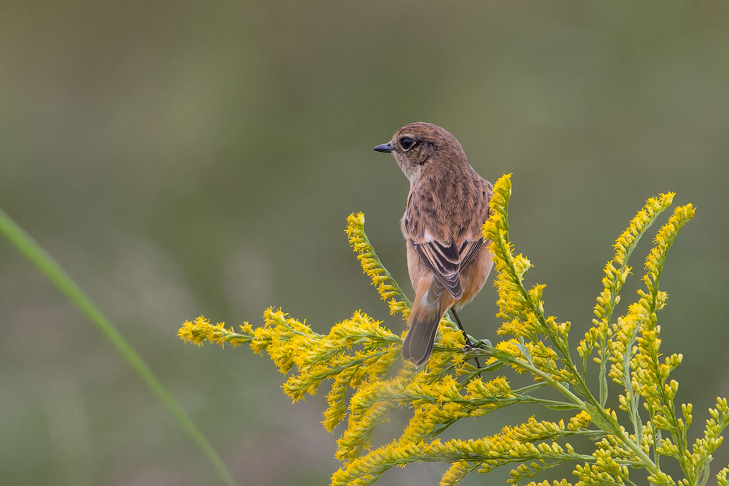 Canon EOS 60D + TAMRON SP 150-600mm F/5-6.3 Di VC USD (A011) and DxO PureRAW 3