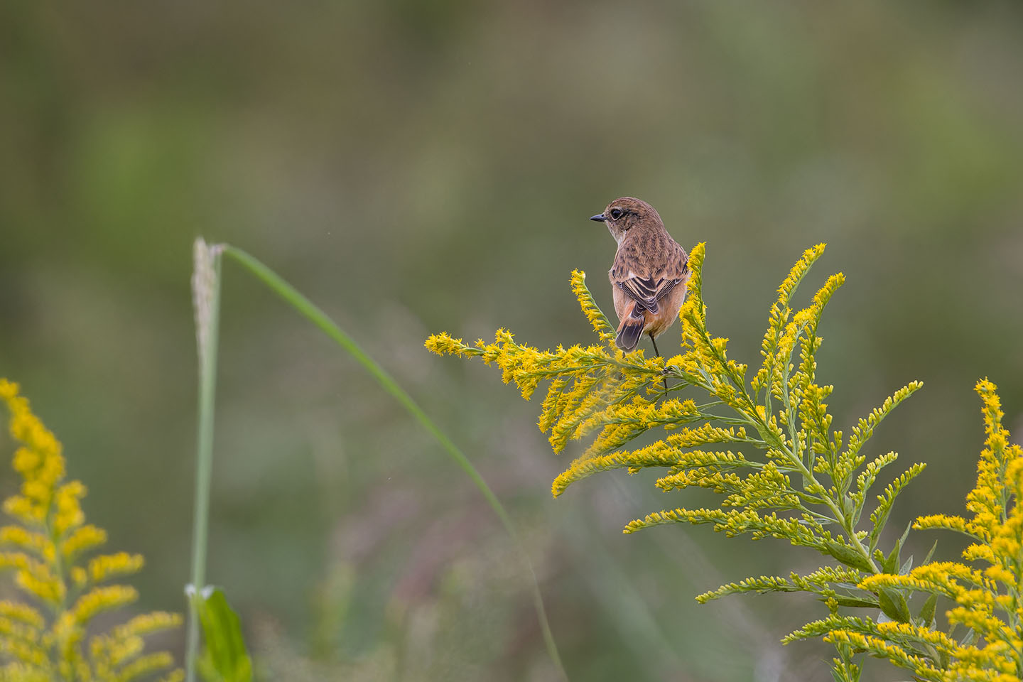 Canon EOS 60D + TAMRON SP 150-600mm F/5-6.3 Di VC USD (A011) and DxO PureRAW 3