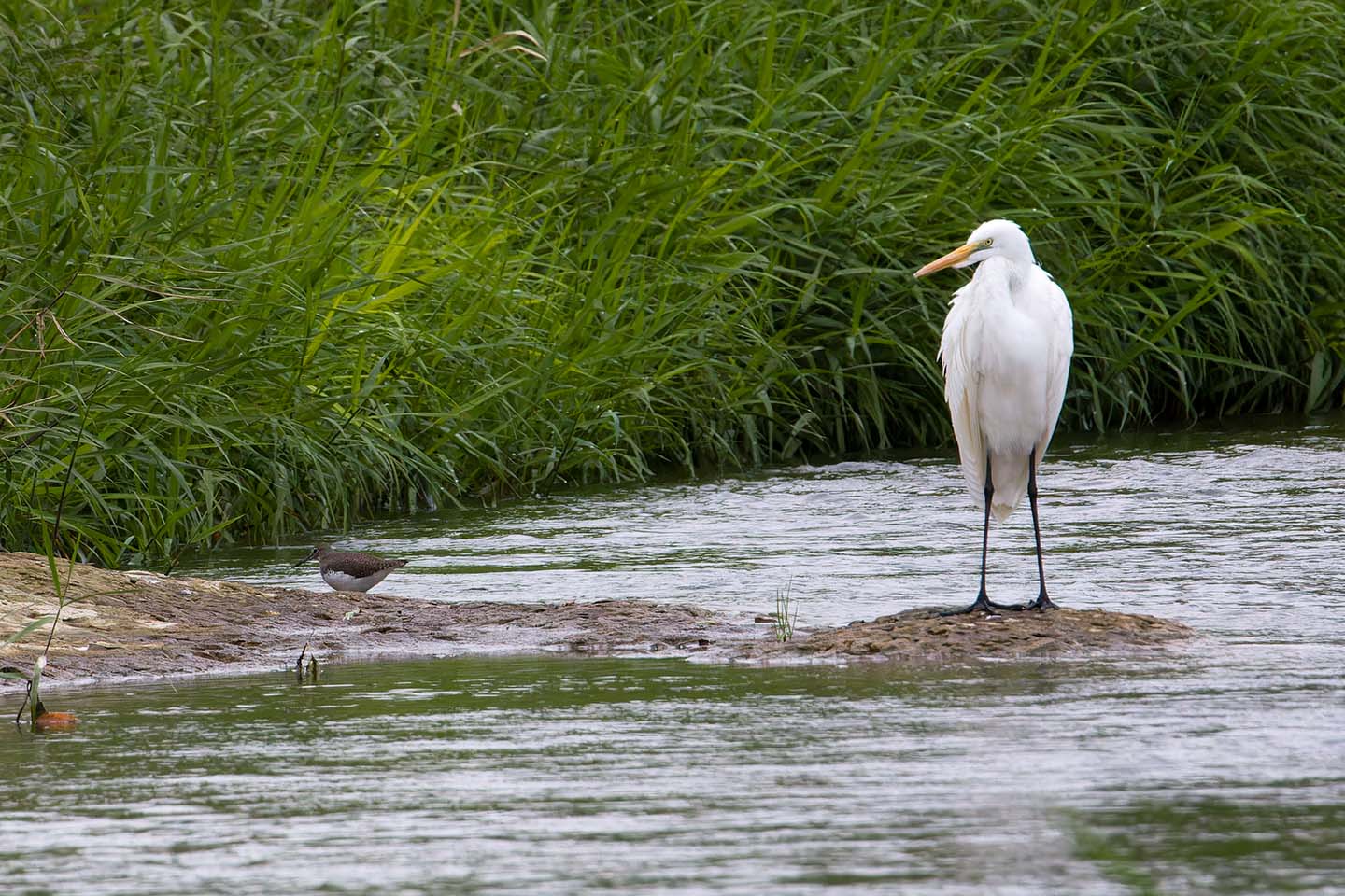 Canon EOS 60D + TAMRON SP 150-600mm F/5-6.3 Di VC USD (A011) and DxO PureRAW 3