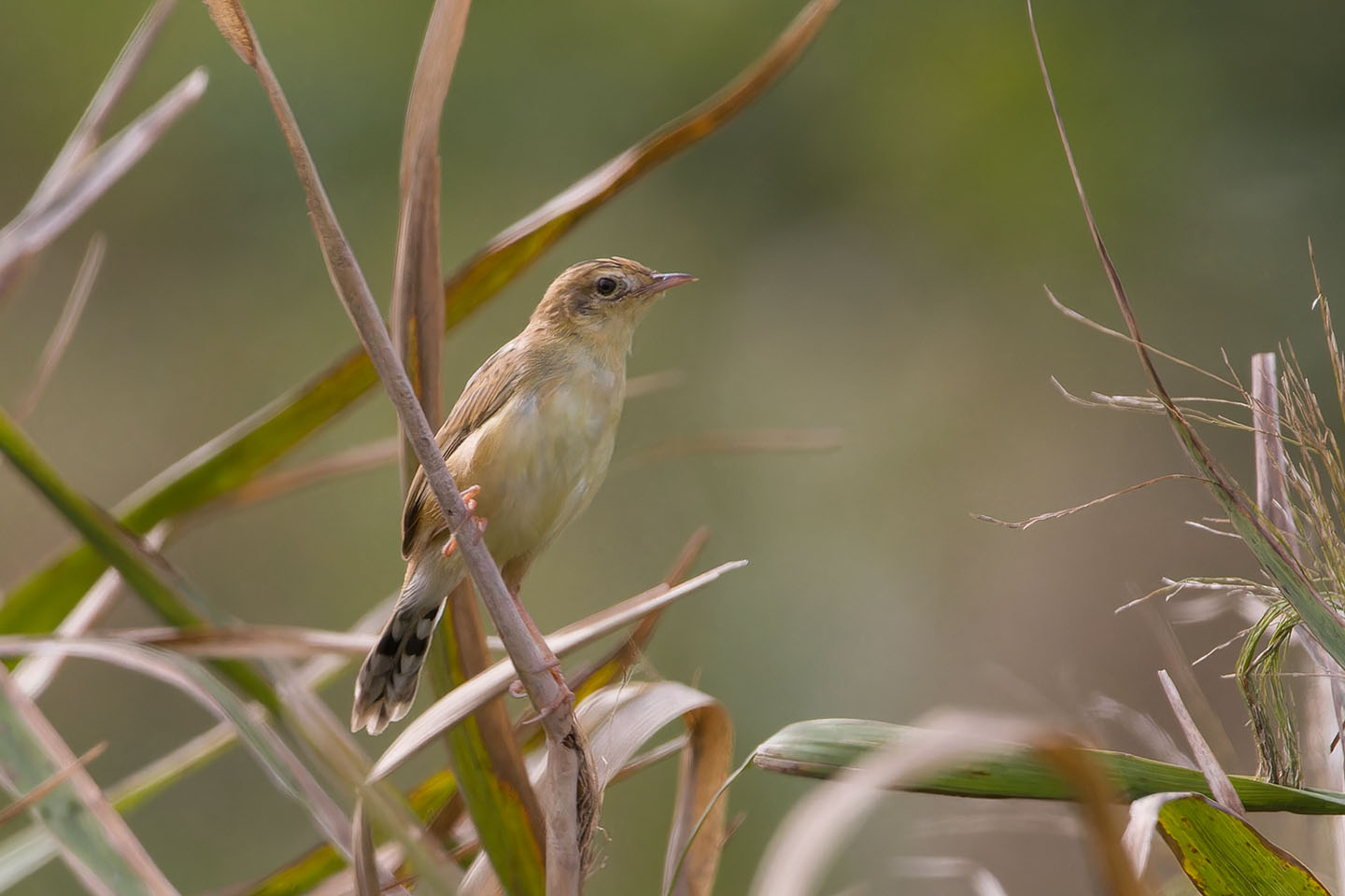 Canon EOS 60D + TAMRON SP 150-600mm F/5-6.3 Di VC USD (A011) and DxO PureRAW 3