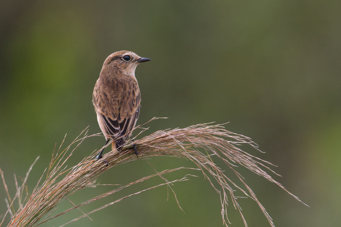Canon EOS 60D + TAMRON SP 150-600mm F/5-6.3 Di VC USD (A011) and DxO PureRAW 3
