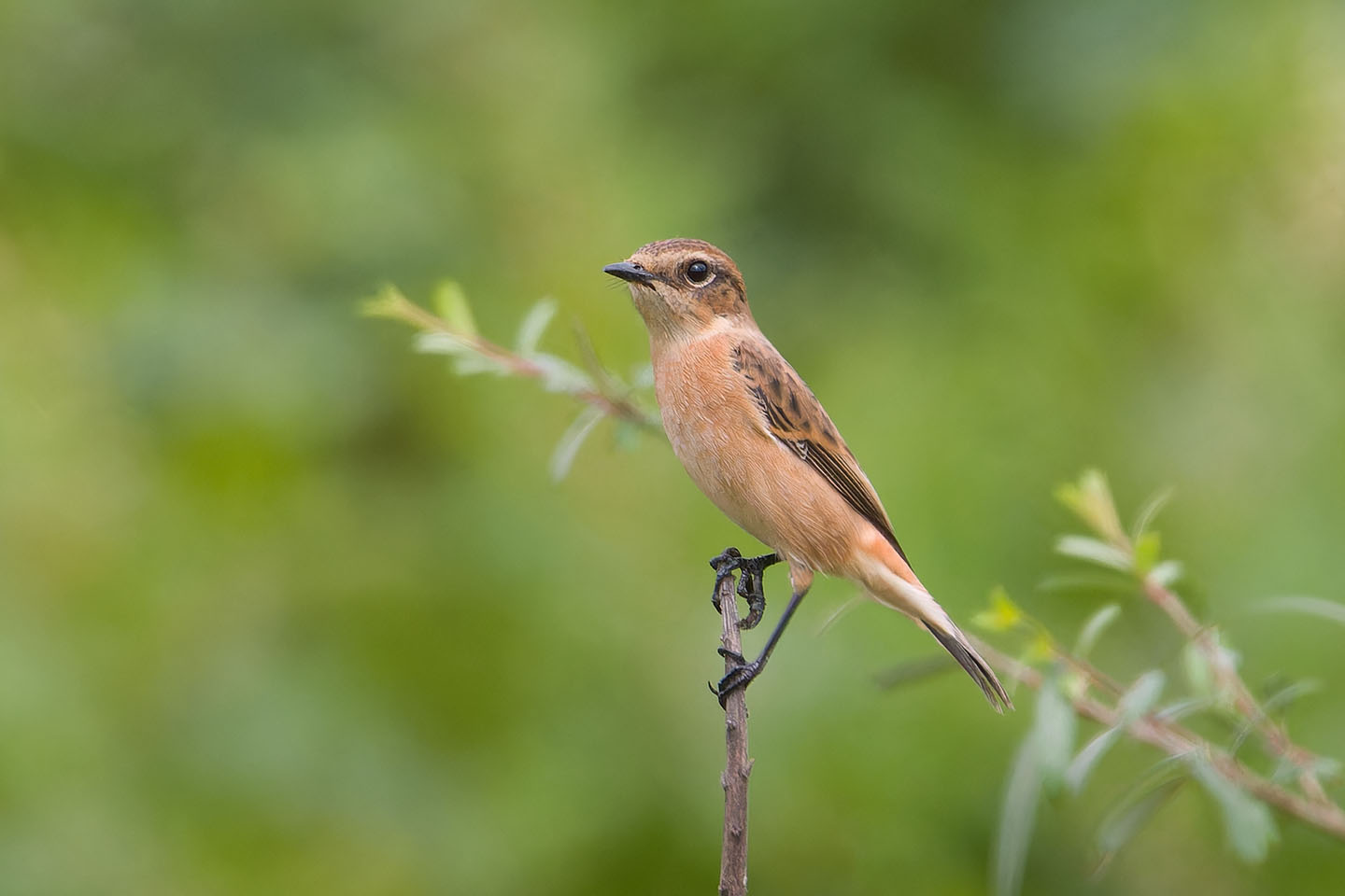 Canon EOS 60D + TAMRON SP 150-600mm F/5-6.3 Di VC USD (A011) and DxO PureRAW 3