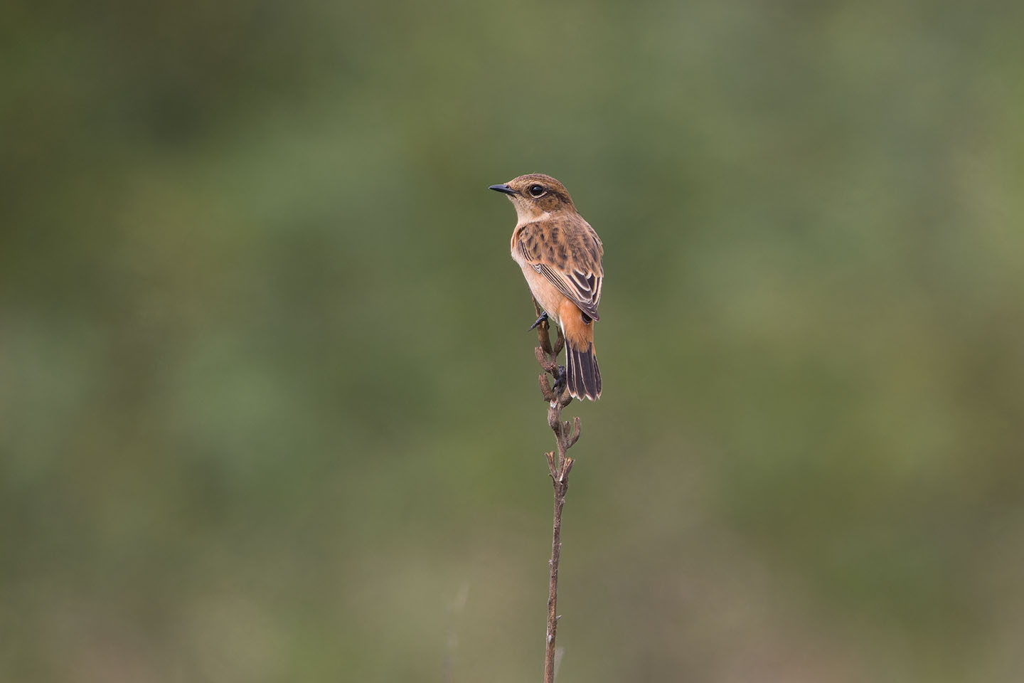 Canon EOS 60D + TAMRON SP 150-600mm F/5-6.3 Di VC USD (A011) and DxO PureRAW 3