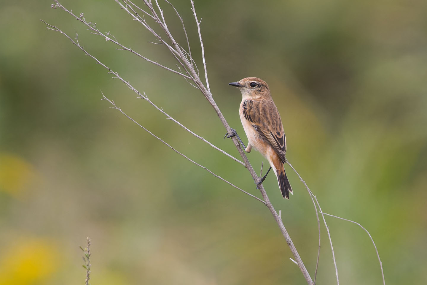 Canon EOS 60D + TAMRON SP 150-600mm F/5-6.3 Di VC USD (A011) and DxO PureRAW 3