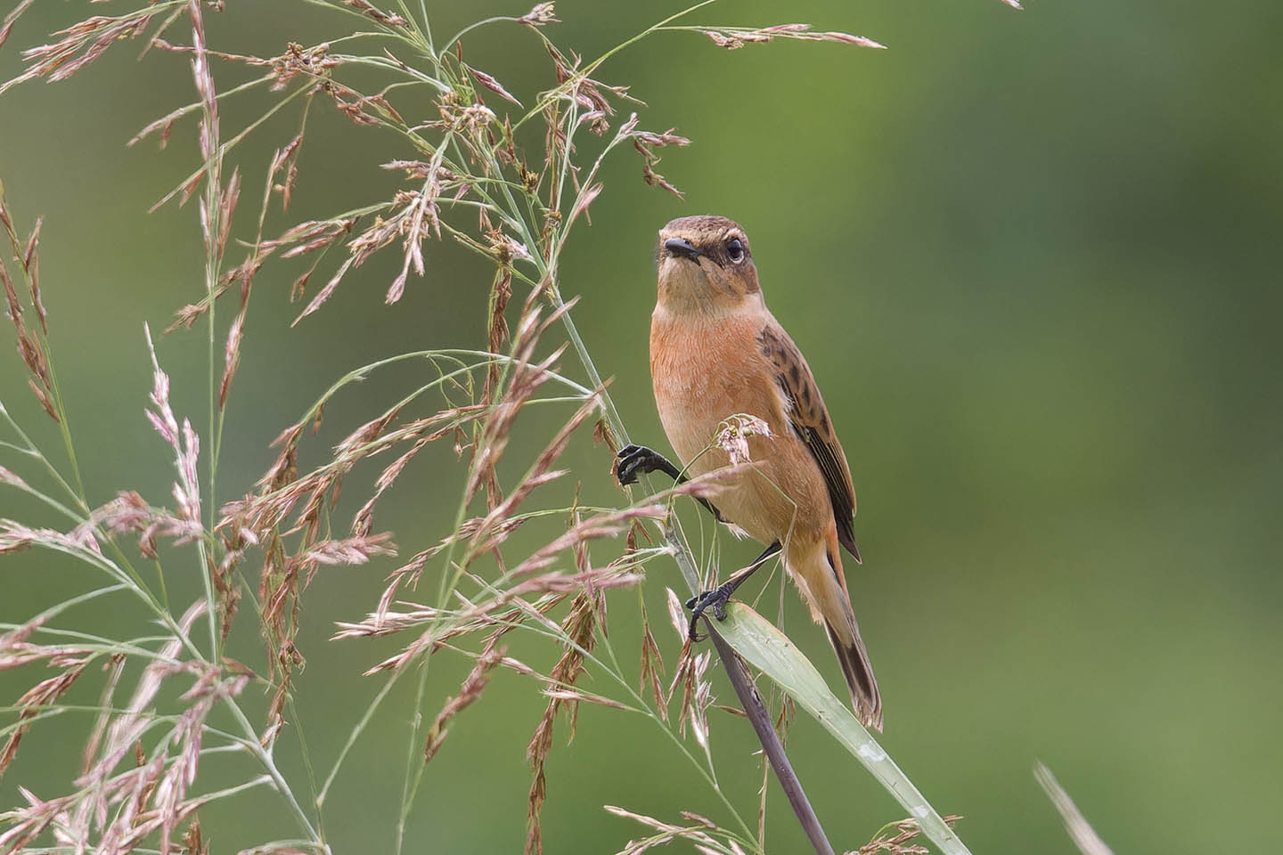 Canon EOS 60D + TAMRON SP 150-600mm F/5-6.3 Di VC USD (A011) and DxO PureRAW 3