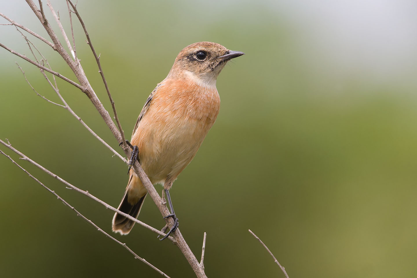 Canon EOS 60D + TAMRON SP 150-600mm F/5-6.3 Di VC USD (A011) and DxO PureRAW 3