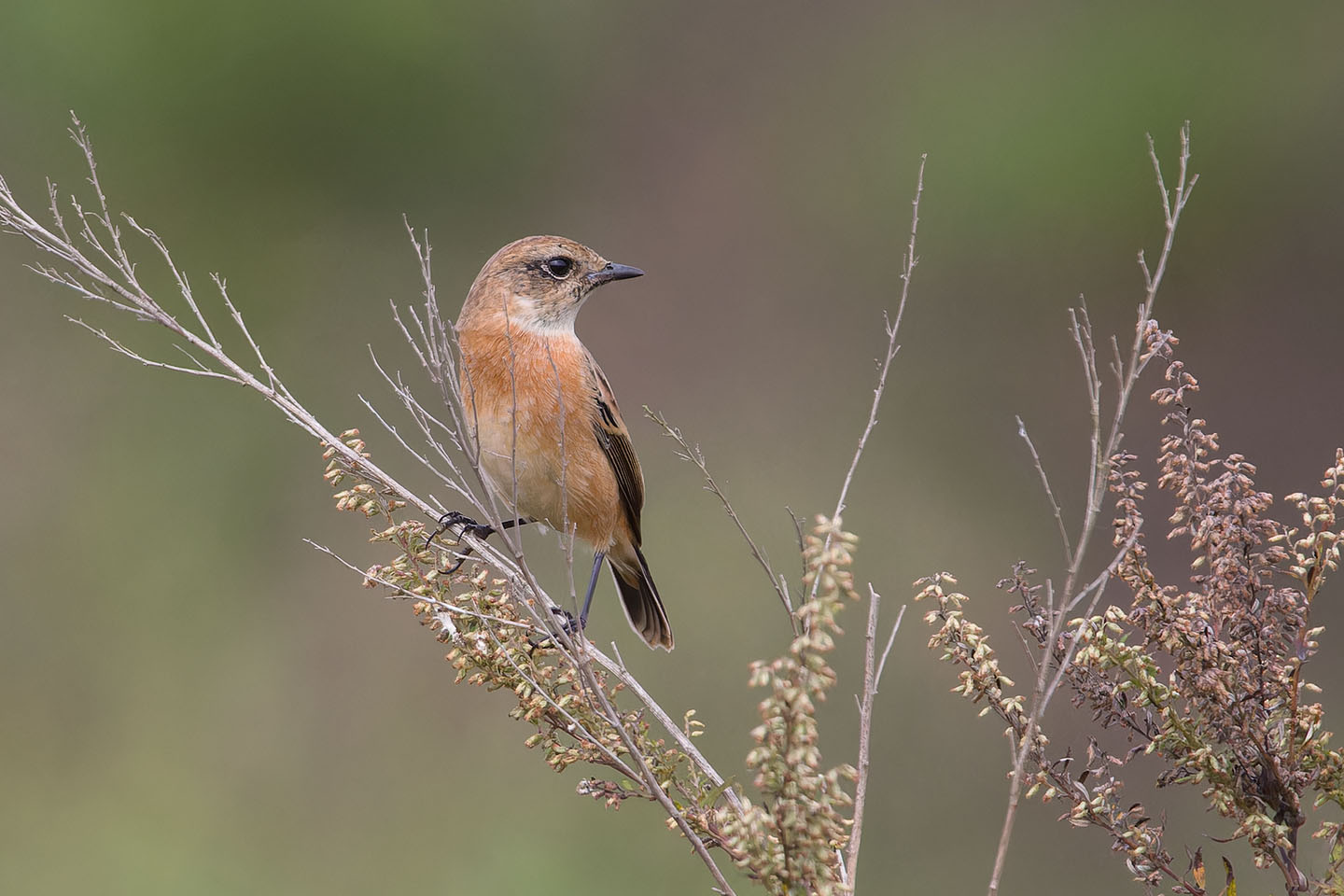 Canon EOS 60D + TAMRON SP 150-600mm F/5-6.3 Di VC USD (A011) and DxO PureRAW 3