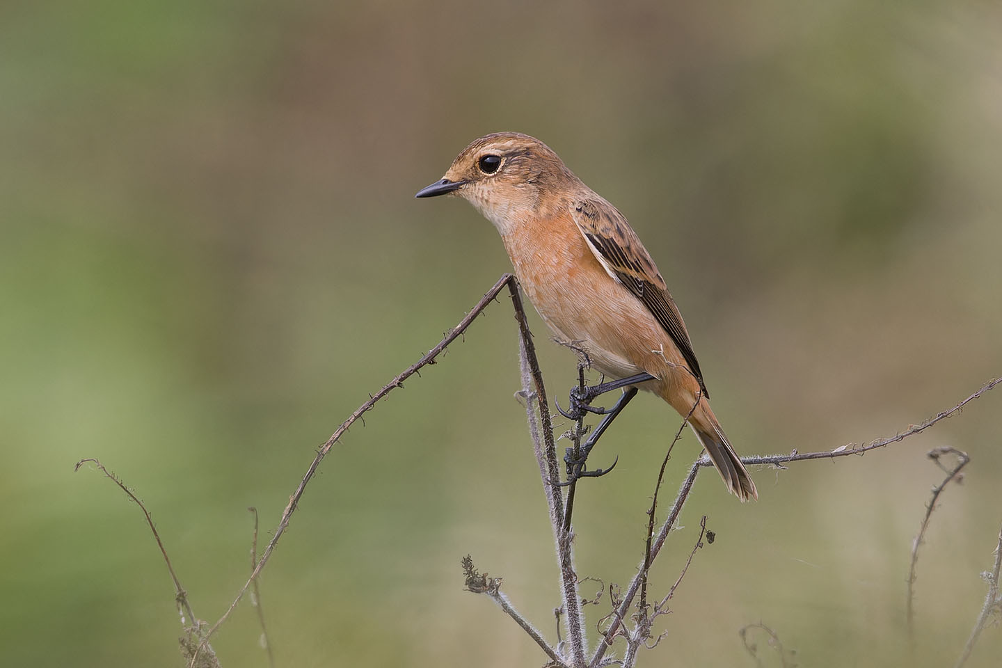 Canon EOS 60D + TAMRON SP 150-600mm F/5-6.3 Di VC USD (A011) and DxO PureRAW 3