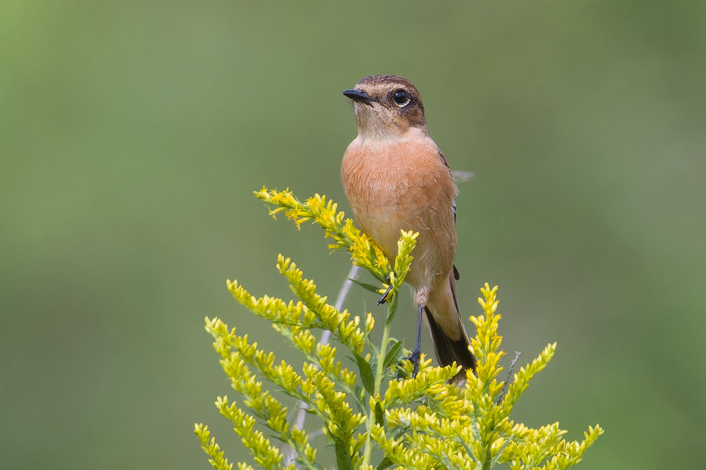 Canon EOS 60D + TAMRON SP 150-600mm F/5-6.3 Di VC USD (A011) and DxO PureRAW 3