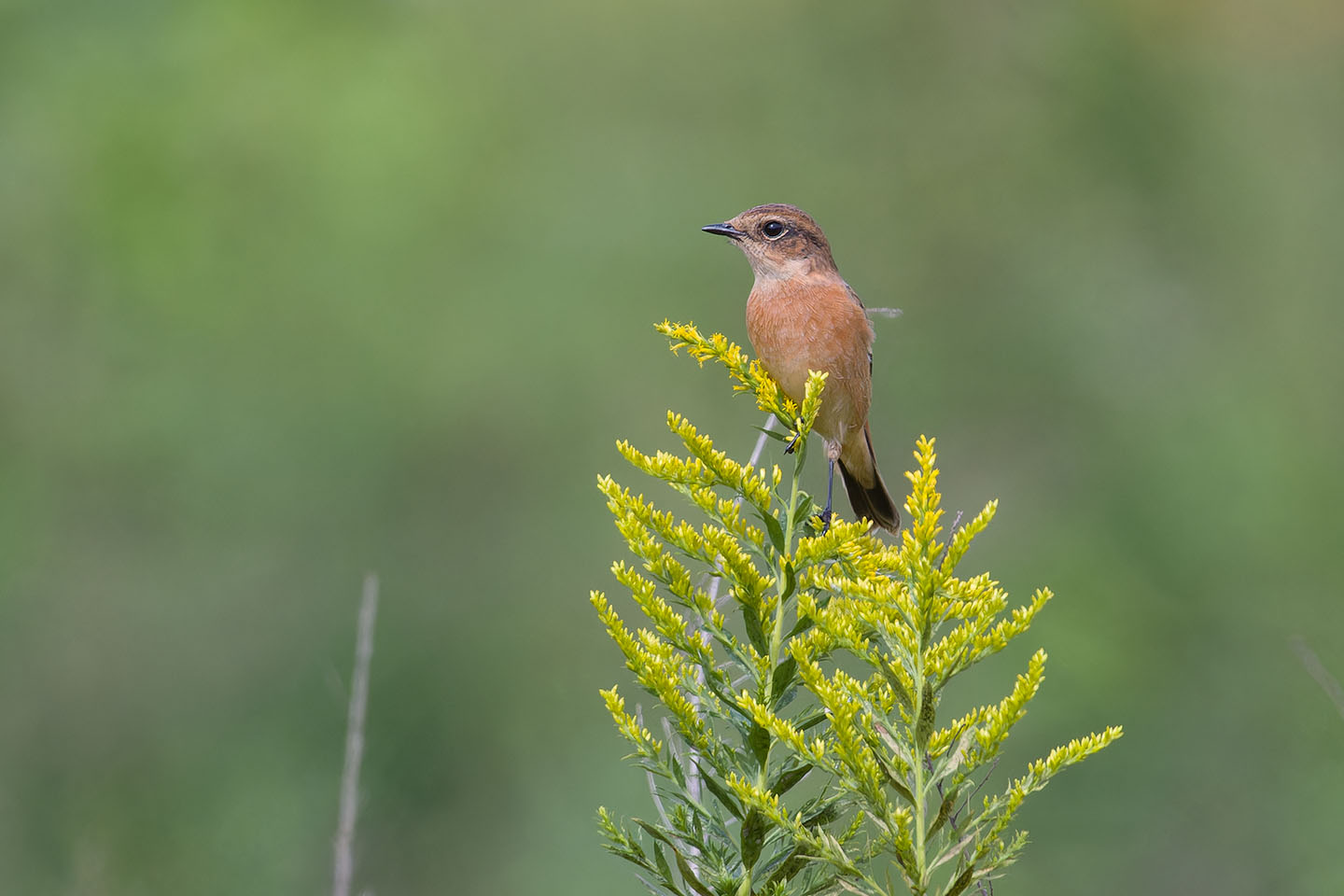 Canon EOS 60D + TAMRON SP 150-600mm F/5-6.3 Di VC USD (A011) and DxO PureRAW 3