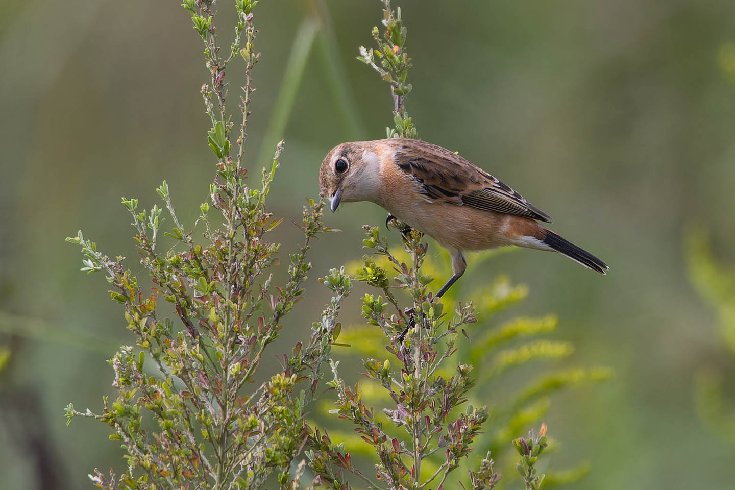 Canon EOS 60D + TAMRON SP 150-600mm F/5-6.3 Di VC USD (A011) and DxO PureRAW 3