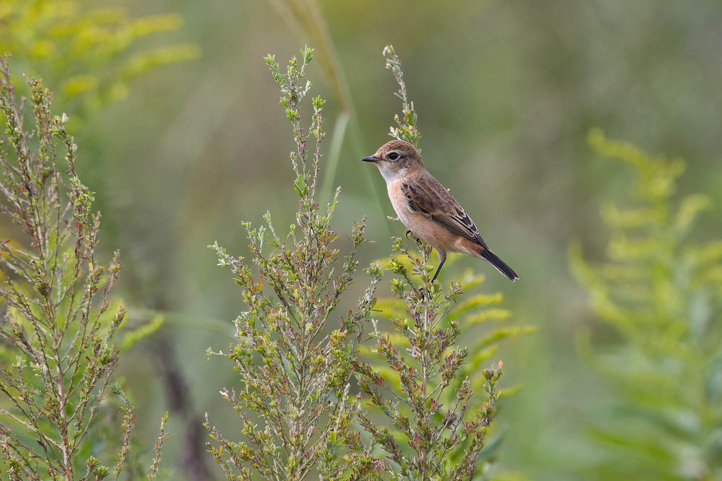 Canon EOS 60D + TAMRON SP 150-600mm F/5-6.3 Di VC USD (A011) and DxO PureRAW 3