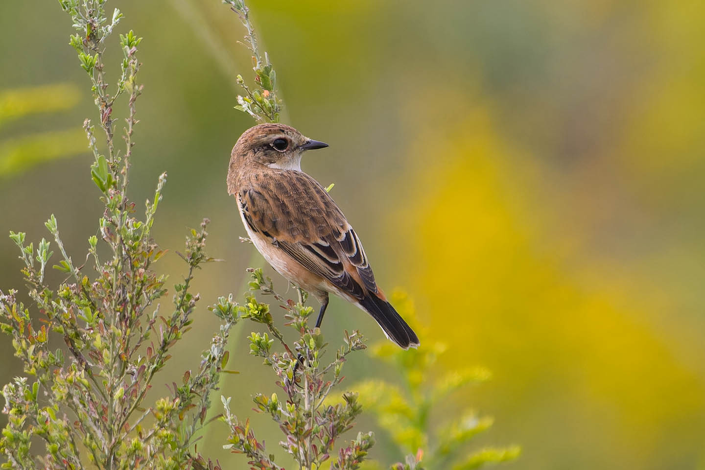 Canon EOS 60D + TAMRON SP 150-600mm F/5-6.3 Di VC USD (A011) and DxO PureRAW 3