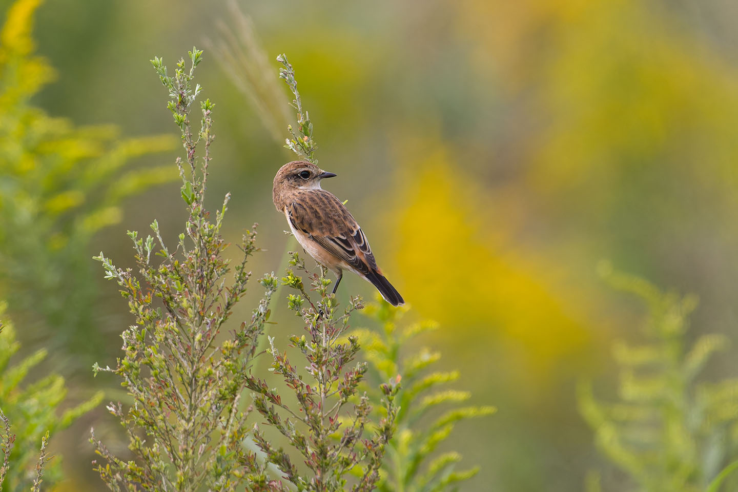 Canon EOS 60D + TAMRON SP 150-600mm F/5-6.3 Di VC USD (A011) and DxO PureRAW 3