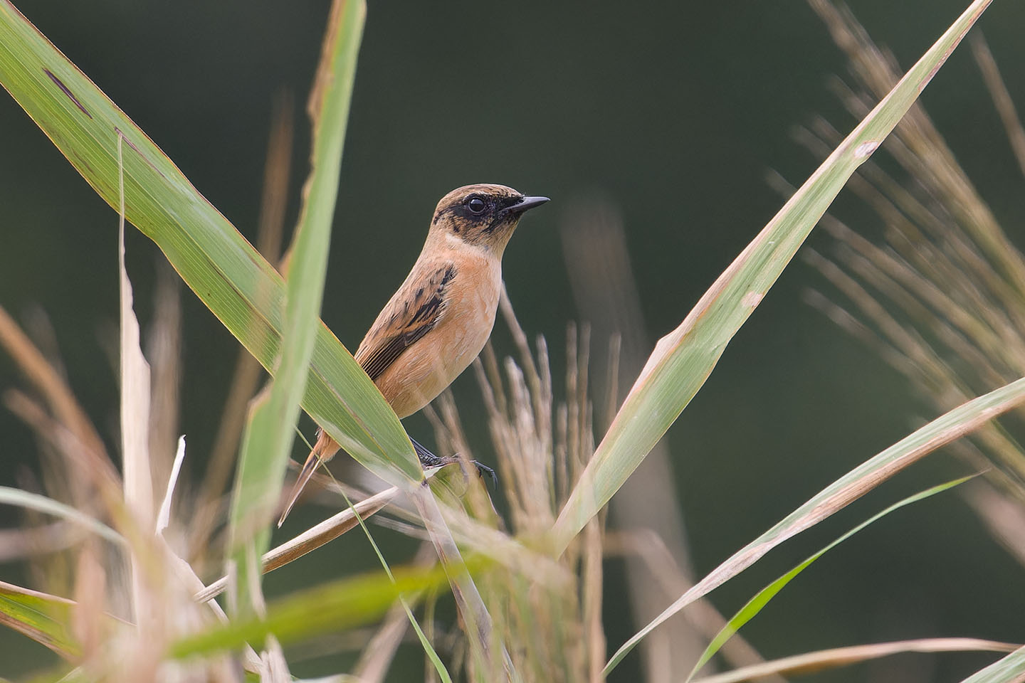Canon EOS 60D + TAMRON SP 150-600mm F/5-6.3 Di VC USD (A011) and DxO PureRAW 3