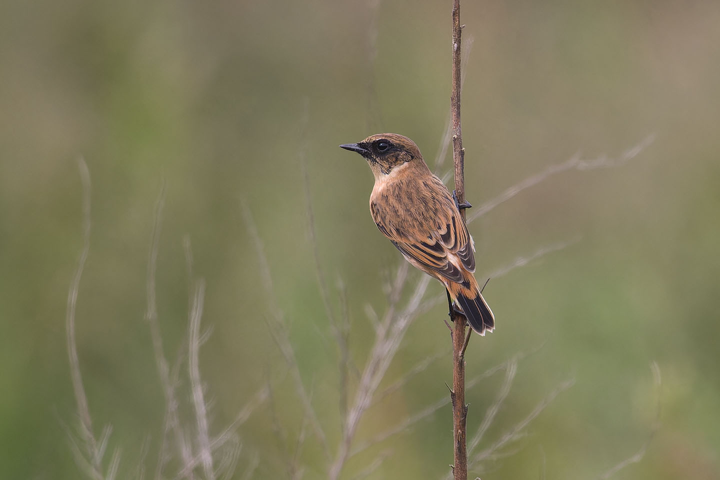 Canon EOS 60D + TAMRON SP 150-600mm F/5-6.3 Di VC USD (A011) and DxO PureRAW 3