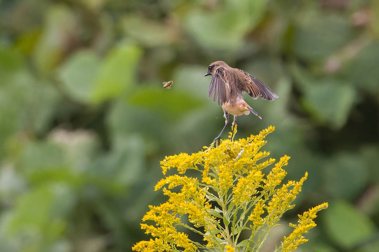 Canon EOS 60D + TAMRON SP 150-600mm F/5-6.3 Di VC USD (A011) and DxO PureRAW 3