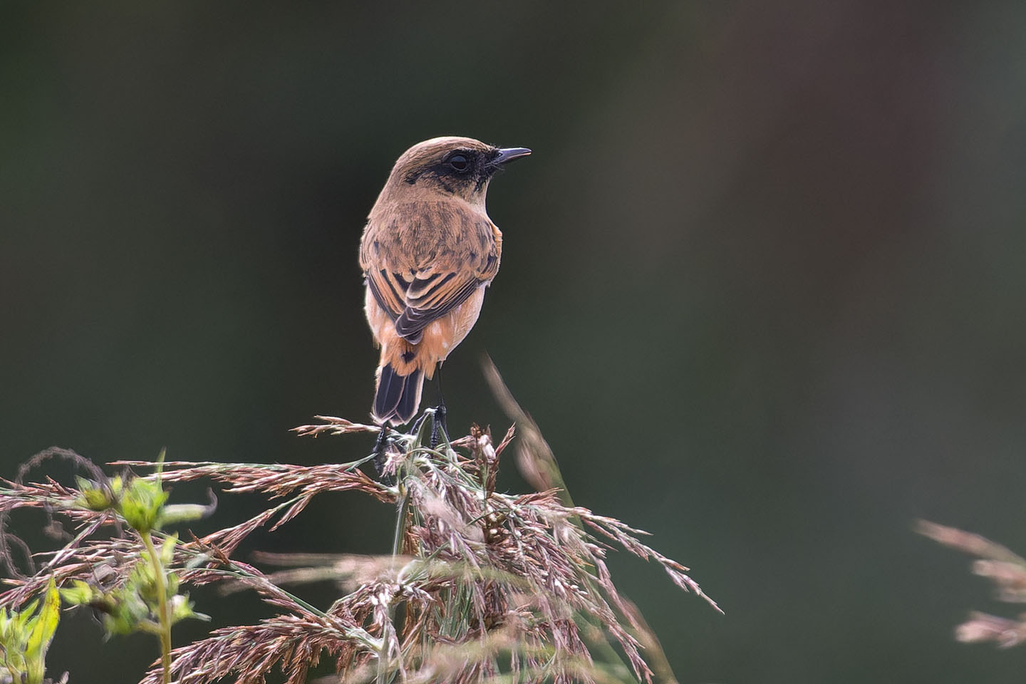 Canon EOS 60D + TAMRON SP 150-600mm F/5-6.3 Di VC USD (A011) and DxO PureRAW 3