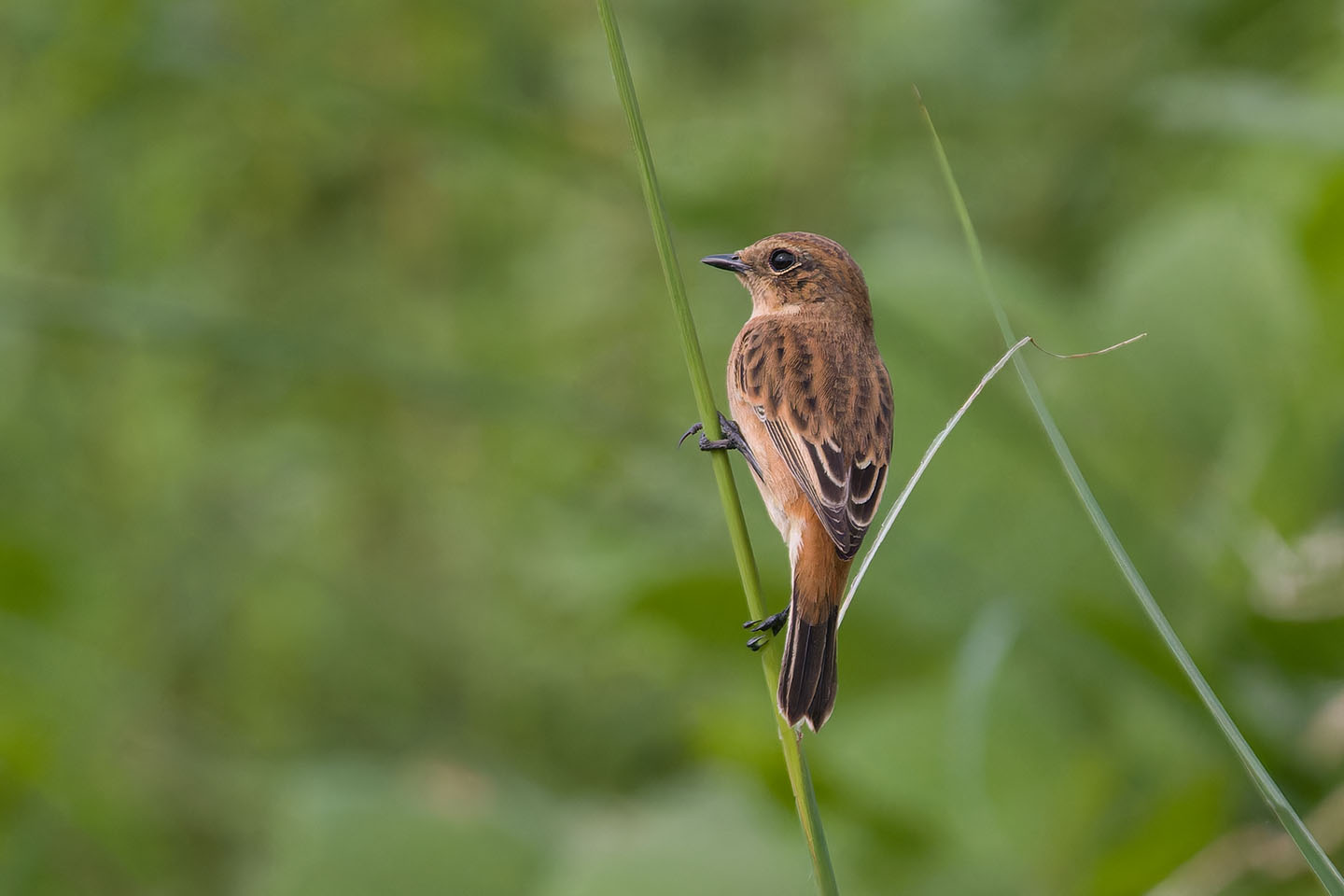 Canon EOS 60D + TAMRON SP 150-600mm F/5-6.3 Di VC USD (A011) and DxO PureRAW 3