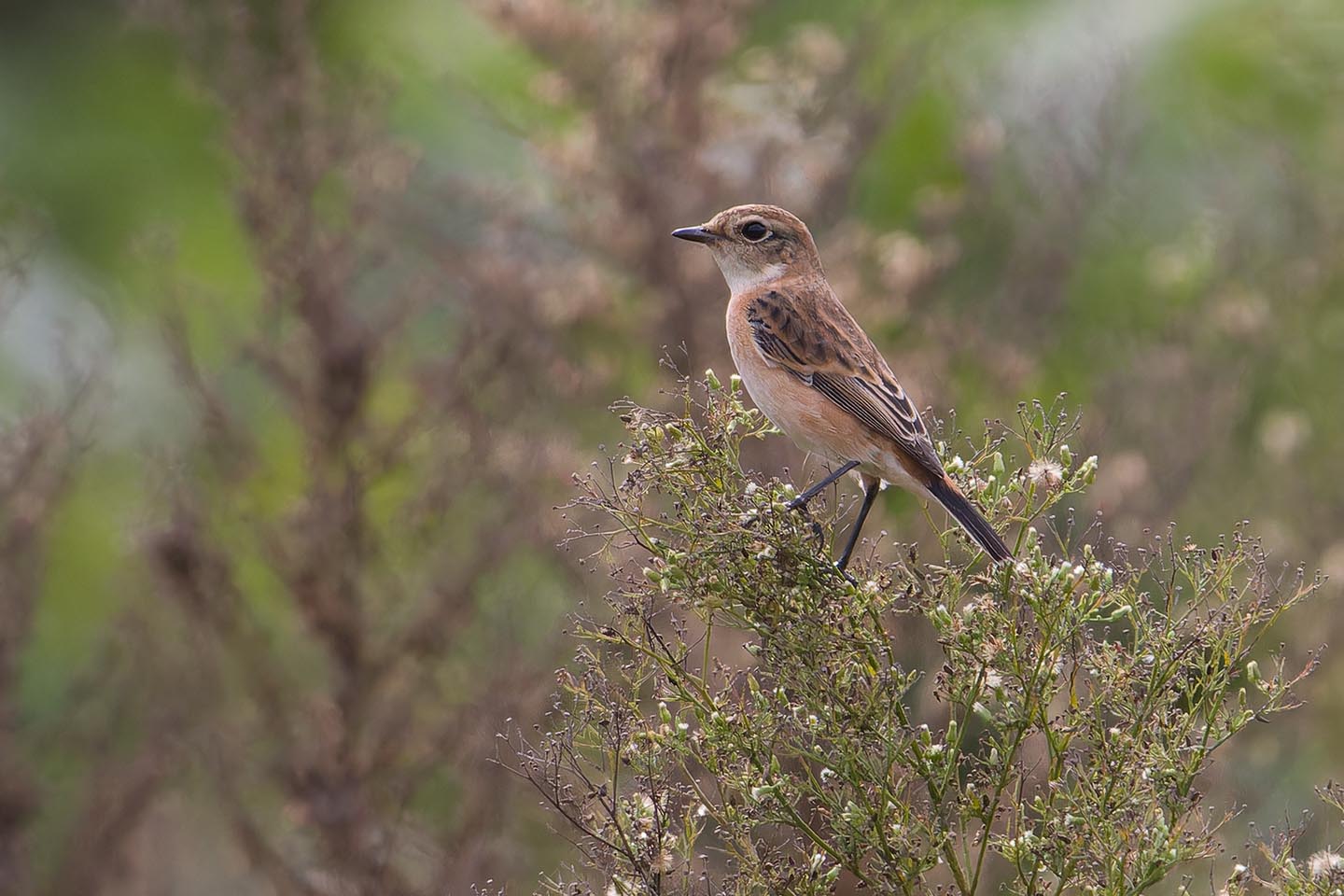 Canon EOS 60D + TAMRON SP 150-600mm F/5-6.3 Di VC USD (A011) and DxO PureRAW 3