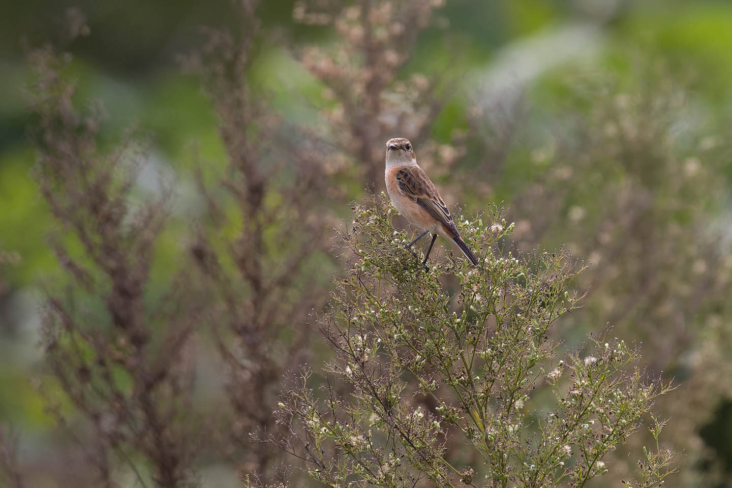 Canon EOS 60D + TAMRON SP 150-600mm F/5-6.3 Di VC USD (A011) and DxO PureRAW 3