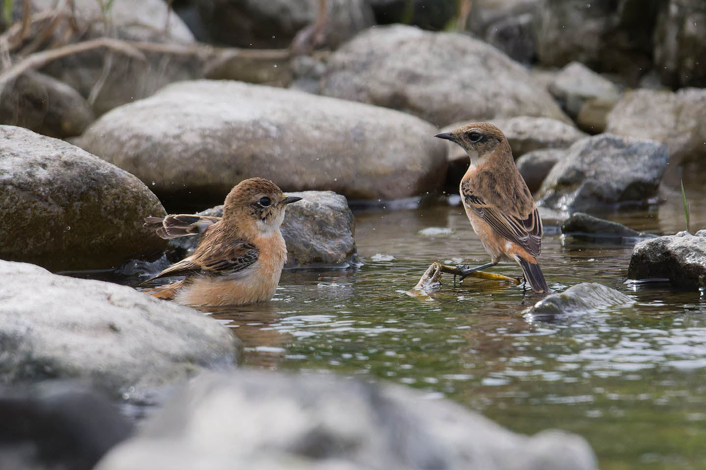 Canon EOS 60D + TAMRON SP 150-600mm F/5-6.3 Di VC USD (A011) and DxO PureRAW 3