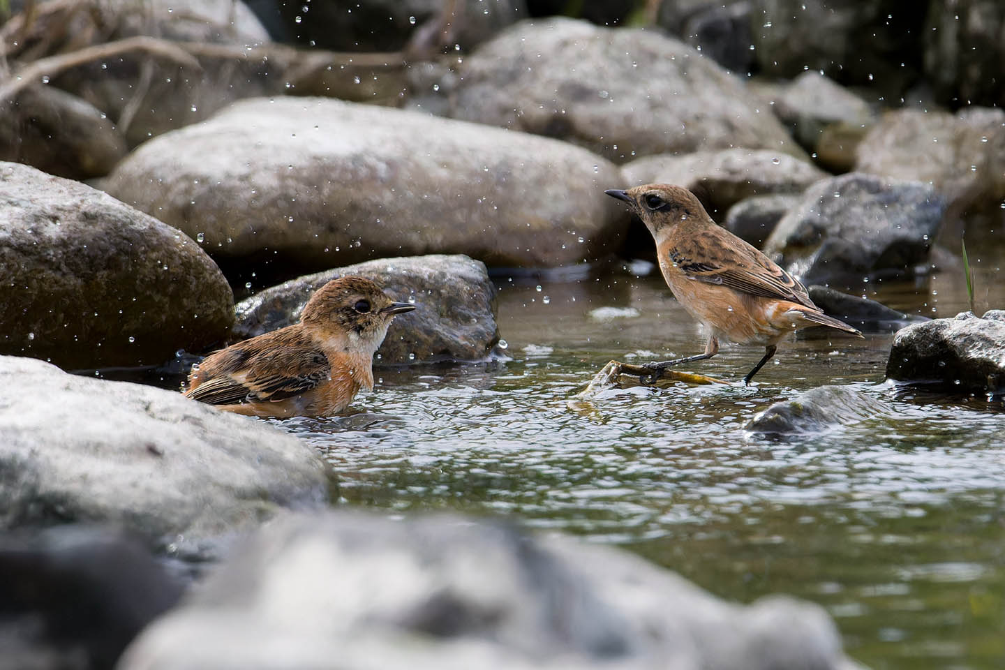 Canon EOS 60D + TAMRON SP 150-600mm F/5-6.3 Di VC USD (A011) and DxO PureRAW 3