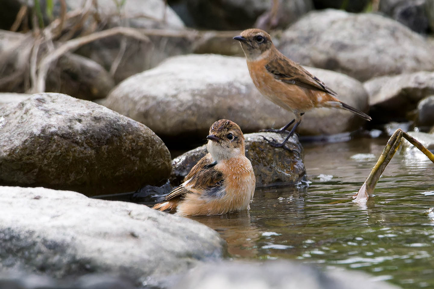 Canon EOS 60D + TAMRON SP 150-600mm F/5-6.3 Di VC USD (A011) and DxO PureRAW 3