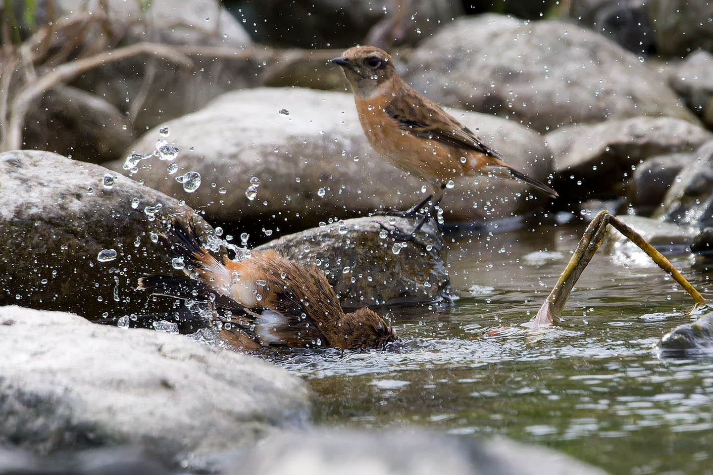 Canon EOS 60D + TAMRON SP 150-600mm F/5-6.3 Di VC USD (A011) and DxO PureRAW 3