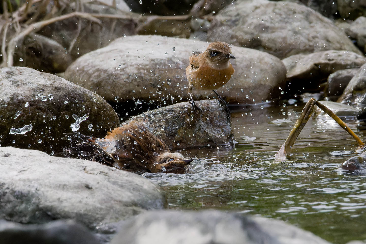Canon EOS 60D + TAMRON SP 150-600mm F/5-6.3 Di VC USD (A011) and DxO PureRAW 3