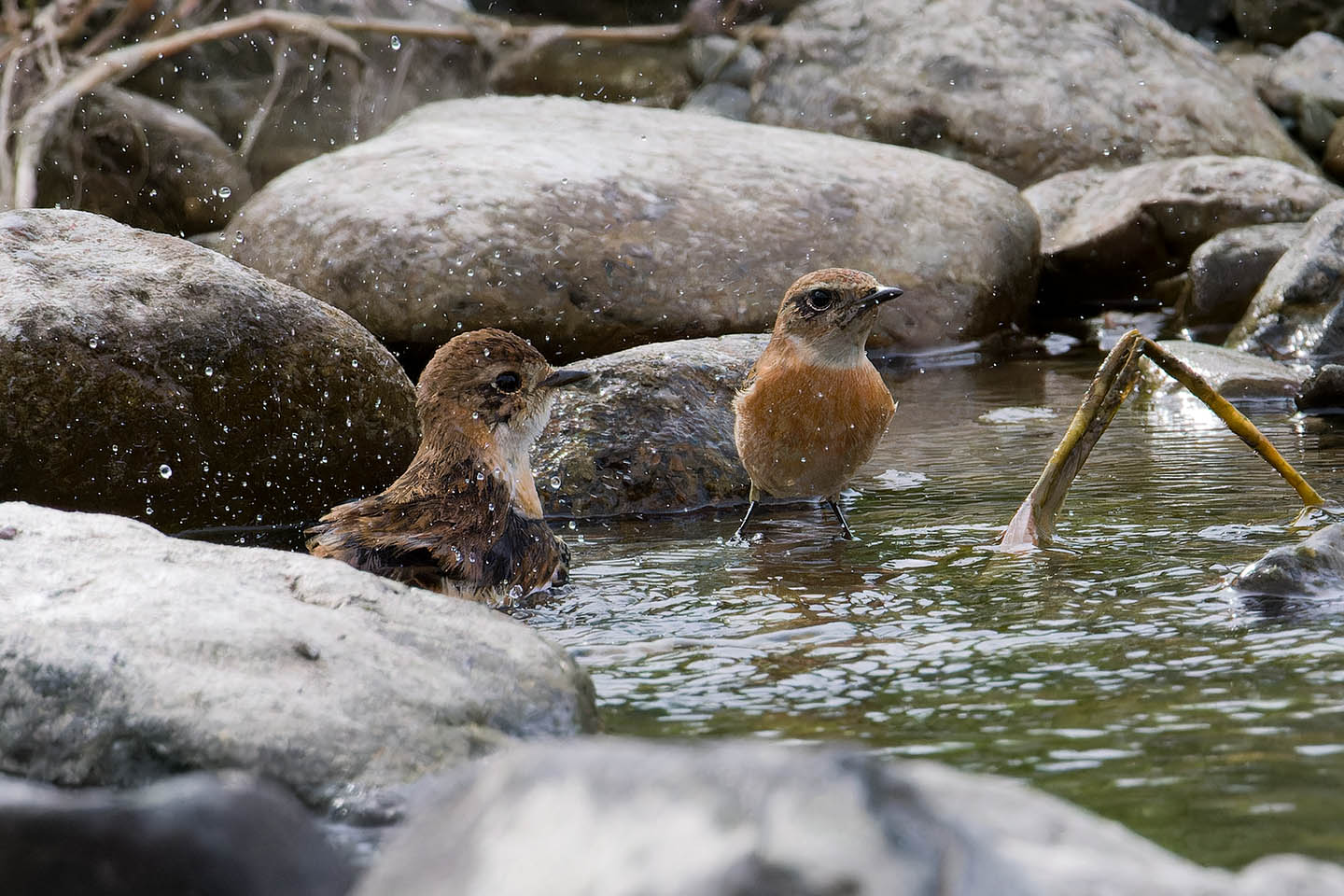 Canon EOS 60D + TAMRON SP 150-600mm F/5-6.3 Di VC USD (A011) and DxO PureRAW 3