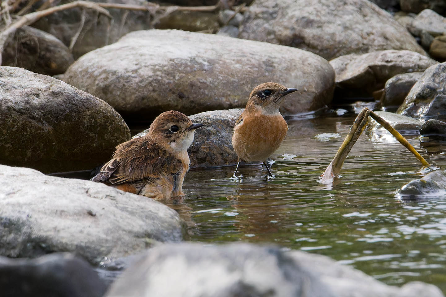 Canon EOS 60D + TAMRON SP 150-600mm F/5-6.3 Di VC USD (A011) and DxO PureRAW 3