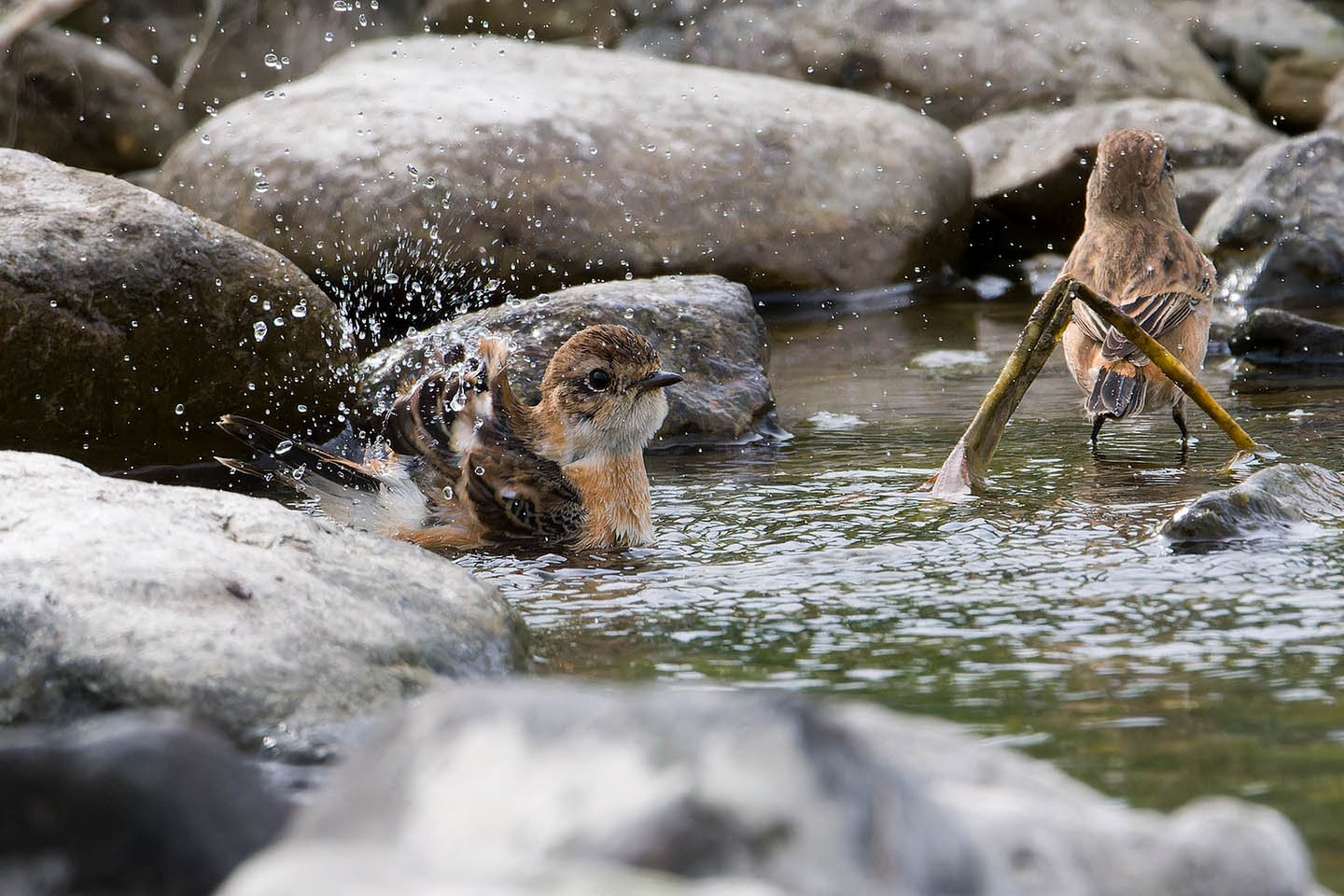 Canon EOS 60D + TAMRON SP 150-600mm F/5-6.3 Di VC USD (A011) and DxO PureRAW 3