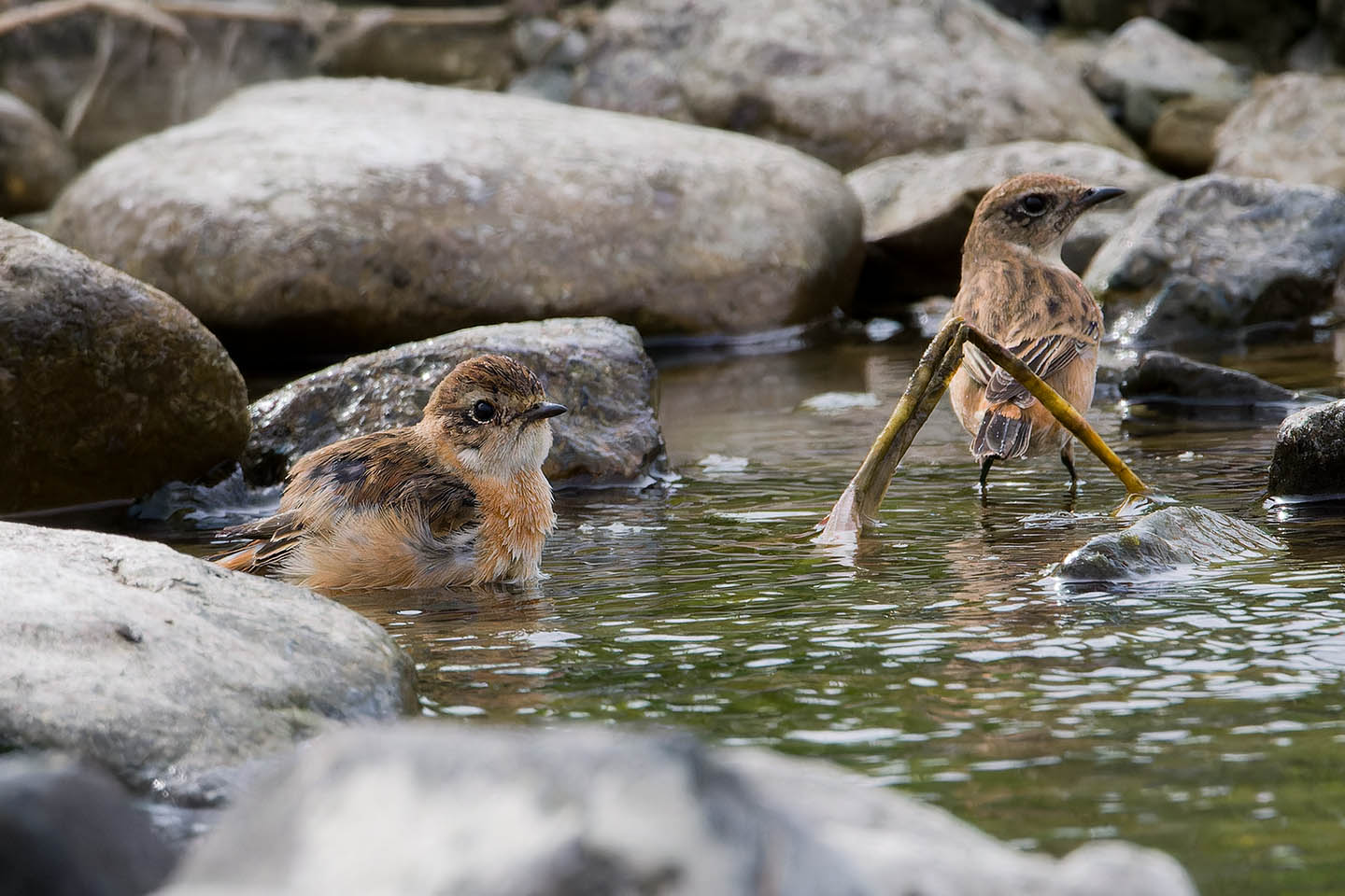 Canon EOS 60D + TAMRON SP 150-600mm F/5-6.3 Di VC USD (A011) and DxO PureRAW 3