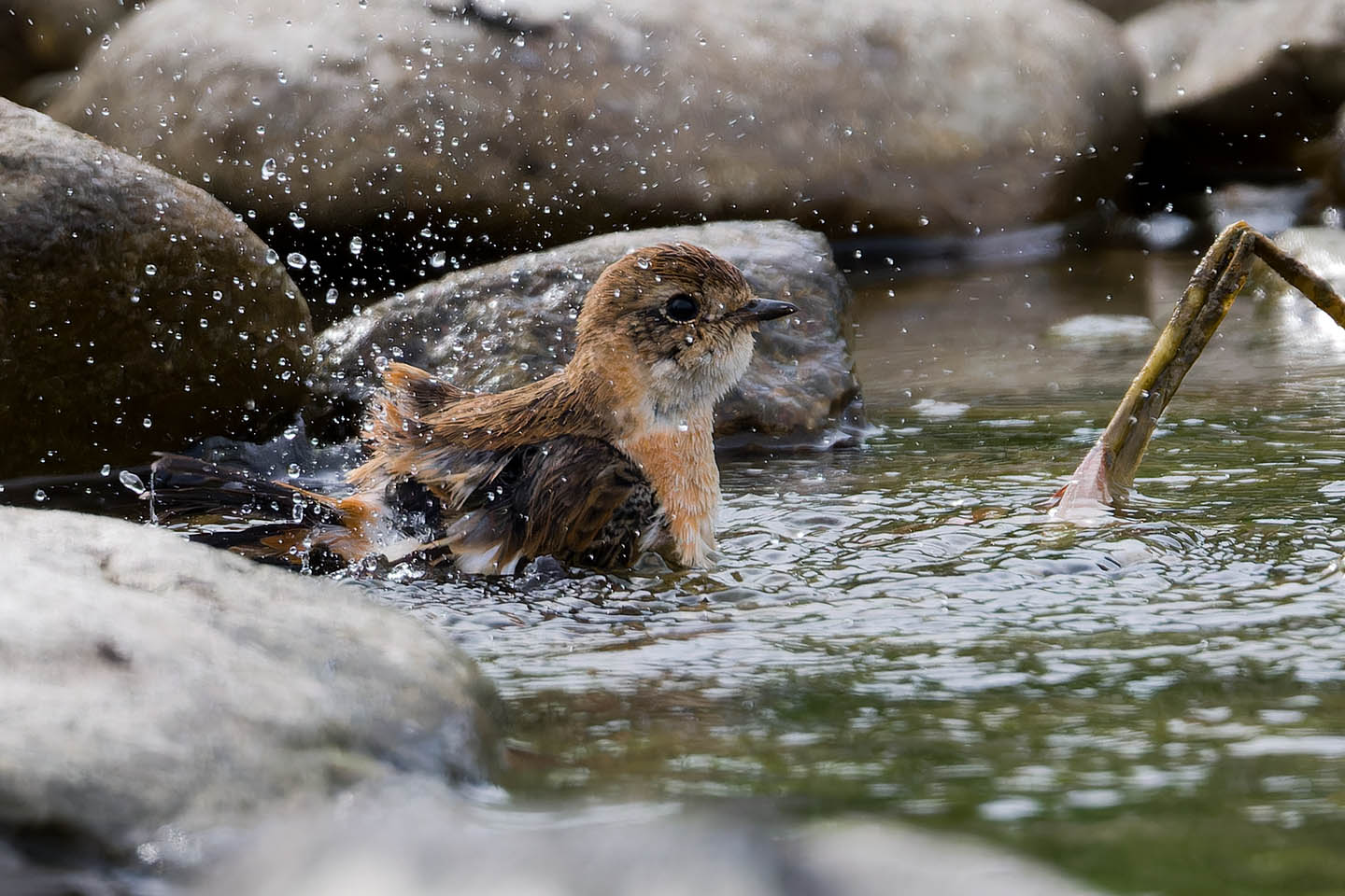 Canon EOS 60D + TAMRON SP 150-600mm F/5-6.3 Di VC USD (A011) and DxO PureRAW 3