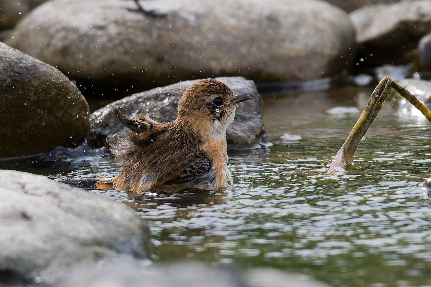 Canon EOS 60D + TAMRON SP 150-600mm F/5-6.3 Di VC USD (A011) and DxO PureRAW 3
