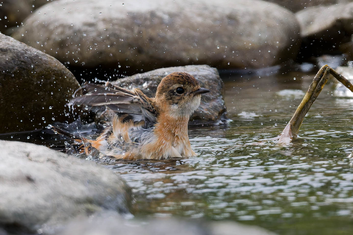 Canon EOS 60D + TAMRON SP 150-600mm F/5-6.3 Di VC USD (A011) and DxO PureRAW 3