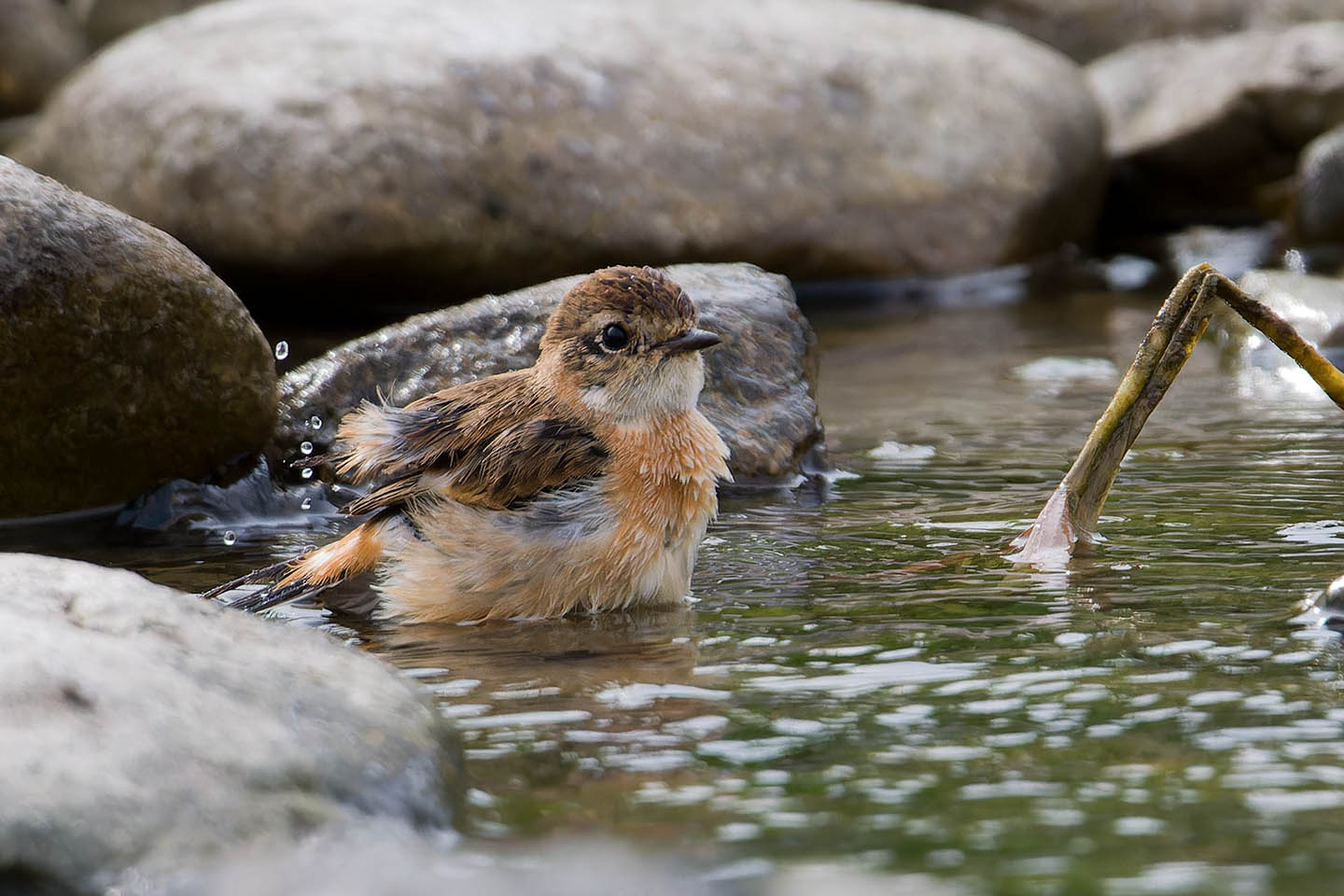 Canon EOS 60D + TAMRON SP 150-600mm F/5-6.3 Di VC USD (A011) and DxO PureRAW 3